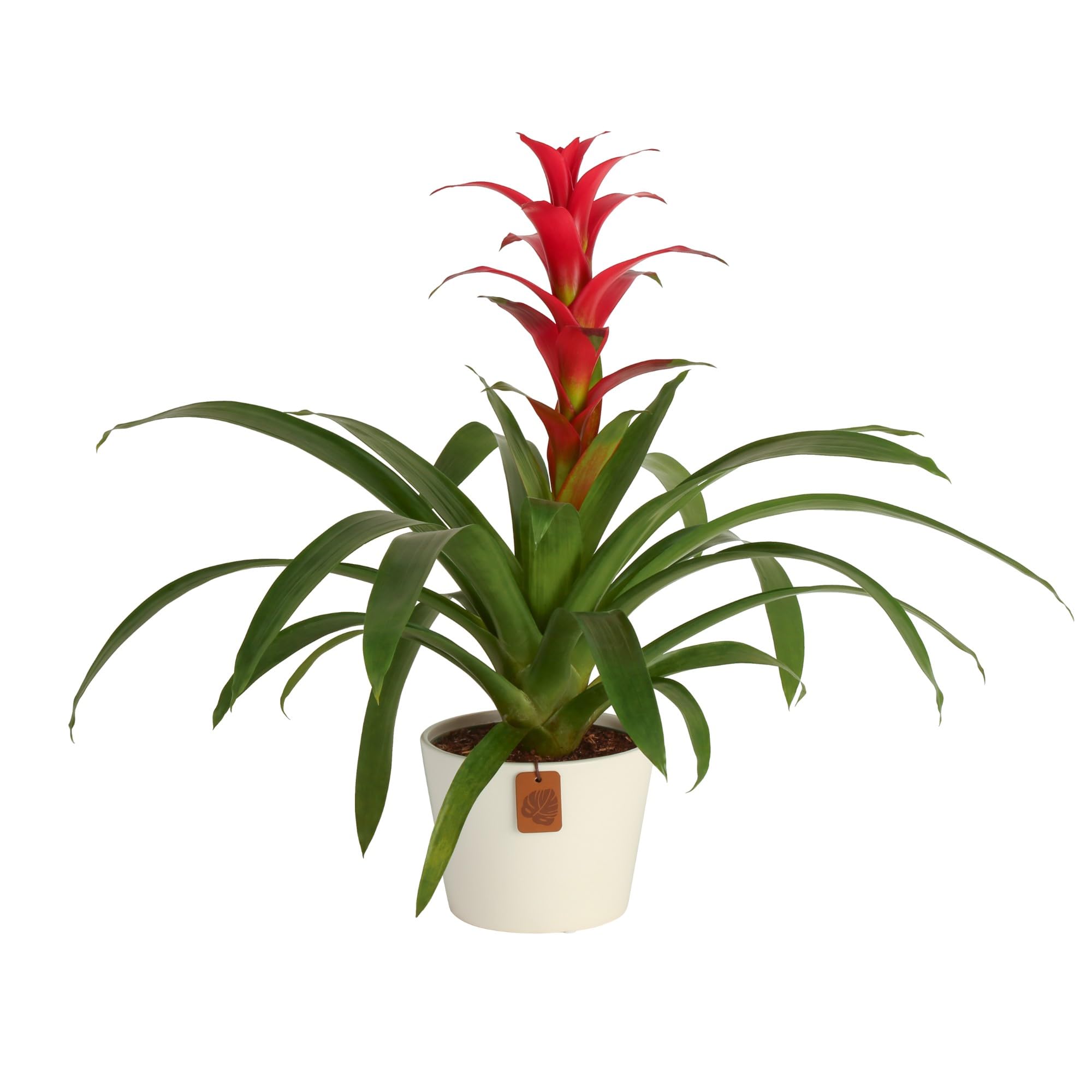 Costa Farms Bromeliad