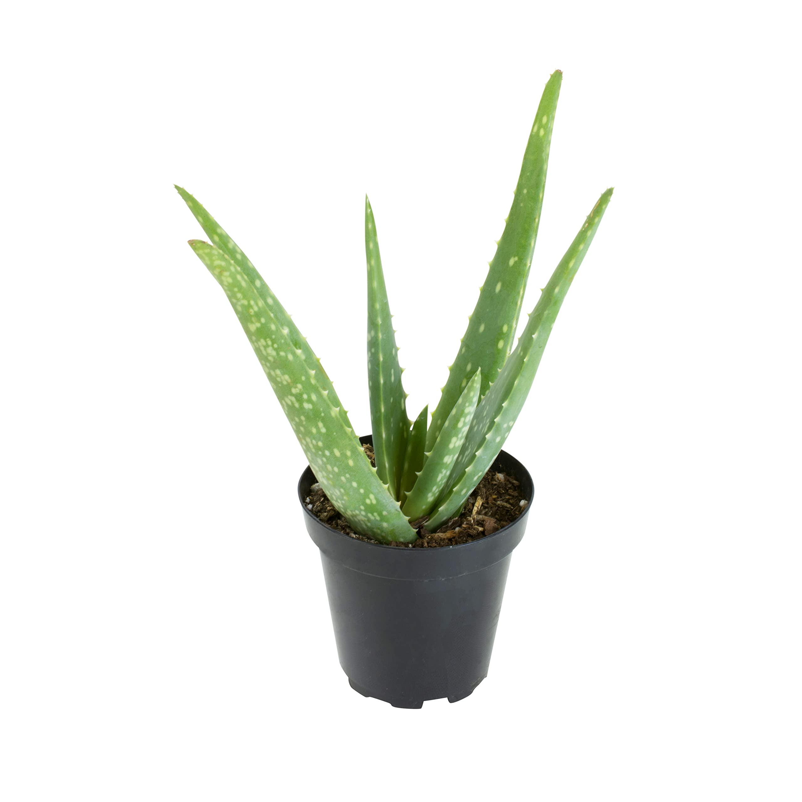 Aloe Vera Plant