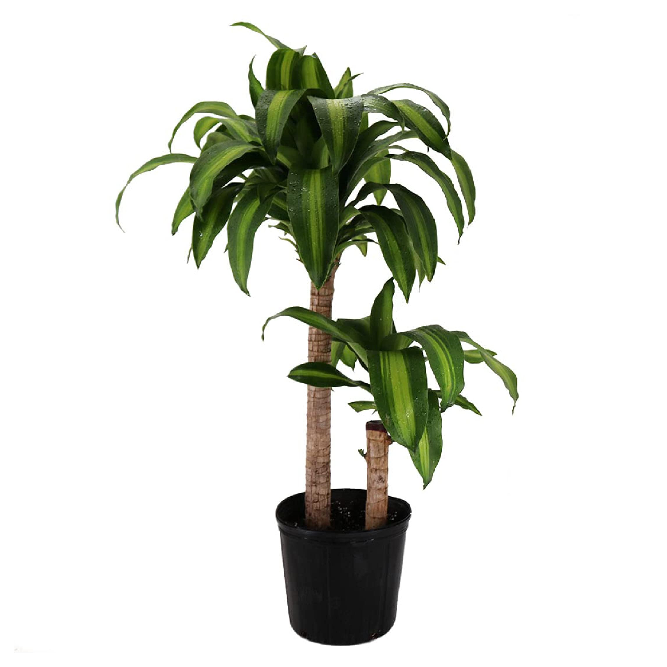 American Plant Exchange Live Dracaena Massangeana Corn Plant